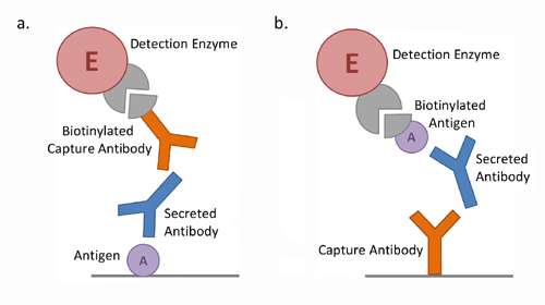 B cell ELISpot Schematic