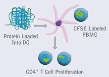DC T Cell Assay