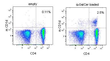 Mouse CD1d tetramer staining