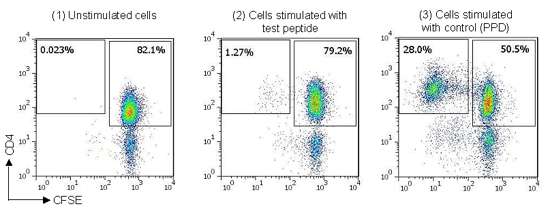 Example staining data from naïve T cell proliferation assay