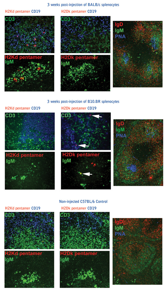 Data from experiment showing that allospecific B cells can be detected in situ in murine spleen using Pro5® Pentamers