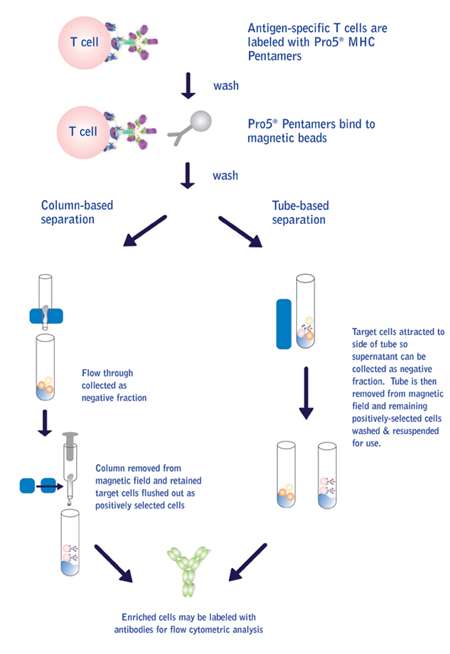 Diagram of magnetic cell sorting methods