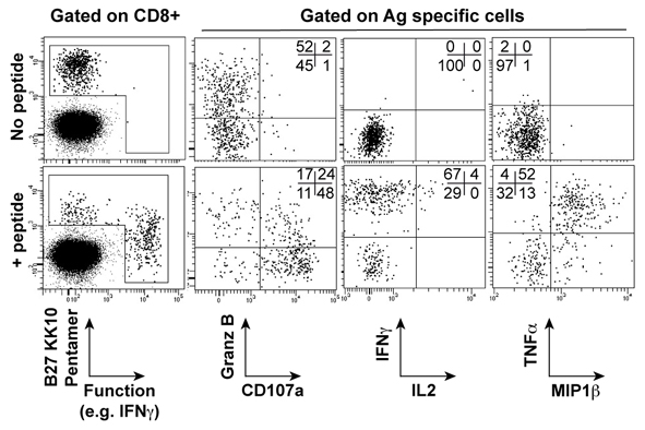 A representative example of simultaneous multifunctional assessment of B27-KK10-specific CD8+ T cells