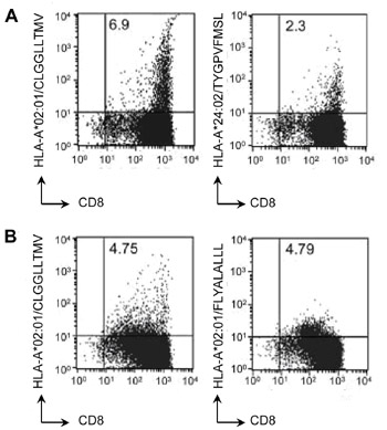Dual-color flow cytometry of CTLs derived from two EBV-associated lymphoma patients