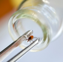 Image description: An Ixodes genus tick being removed with forceps from a glass vial