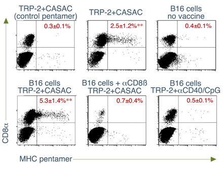 Flow cytometry data showing staining of TRP-2 specific CD8 T cells
