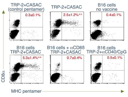 Flow cytometry data showing staining of TRP-2 specific CD8 T cells