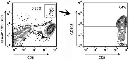 Flow analysis of tumour ascite CTL