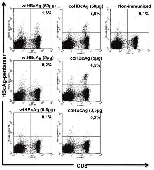 Experimental data showing Pentamer staining of HBcAg-specific CTLs