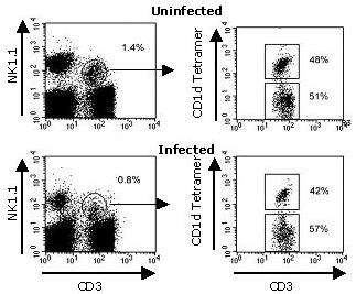 Experimental data CD1d tetramer staining