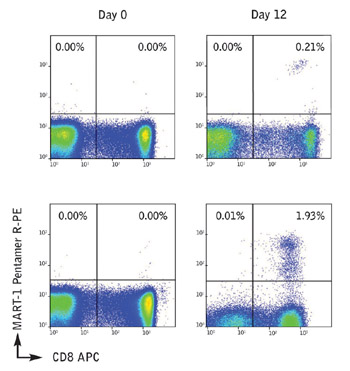 Data showing anti-CD8 and A2/MART-1 Pentamer staining