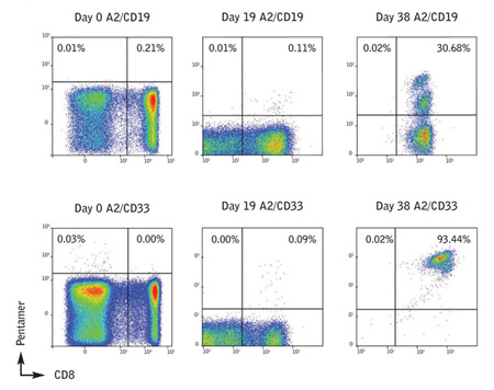 Data showing anti-CD8 and A2/CD19 or A2/CD33 Pentamer staining
