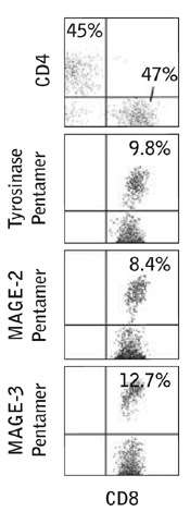 Data showing % CD4+ & CD8+ cells among CD45+ leukocytes and % Pentamer+ cells among the CD8+ CD45+ populations